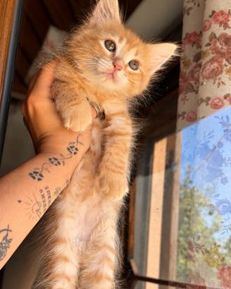 Gattino siberiano