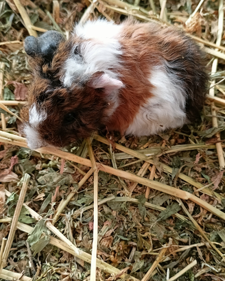 Caviette alpaca