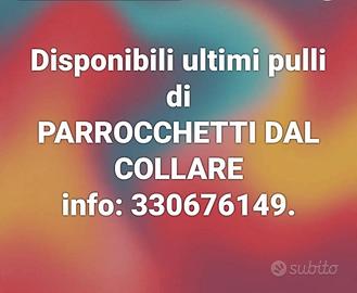 Pulli parrocchetti dal collare