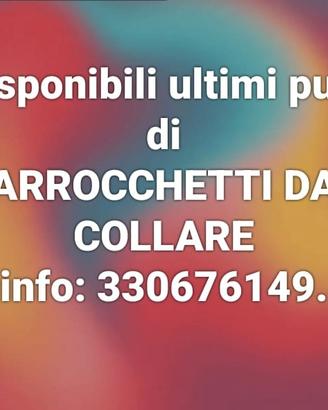 Pulli parrocchetti dal collare