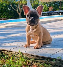 Bulldog francese blu fawn