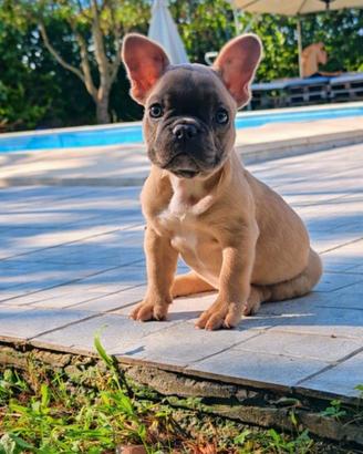 Bulldog francese blu fawn