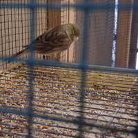 Canarini timbrado e altro