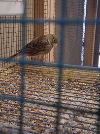 Canarini timbrado e altro