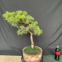 Bonsai di Ginepro Itoigawa