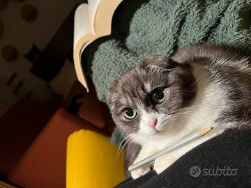 Gatta Scottish Fold Femmina