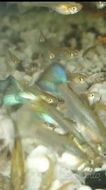 Guppy ( pesci tropicali)