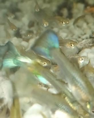 Guppy ( pesci tropicali)
