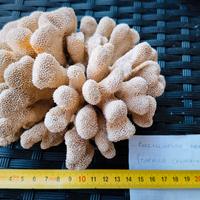 Corallo cavolfiore, pocillopora meandrina. 