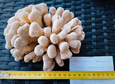 Corallo cavolfiore, pocillopora meandrina. 