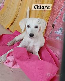 cucciola disponibile 