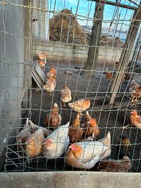 Galline da carne