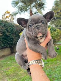 Luxurious French Lélite del bulldog francese Blue
