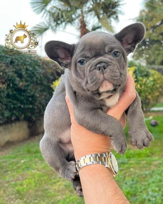 Luxurious French Lélite del bulldog francese Blue