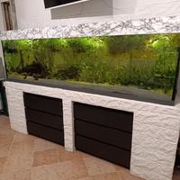 Avannotti pesci tropicali misti