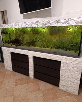 Avannotti pesci tropicali misti