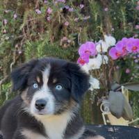 Cuccioli PASTORE AUSTRALIANO con occhi azzurri