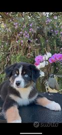 Cuccioli PASTORE AUSTRALIANO con occhi azzurri