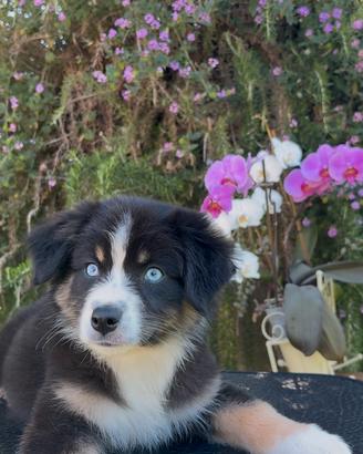 Cuccioli PASTORE AUSTRALIANO con occhi azzurri