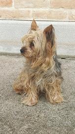 Yorkshire maschio 6 anni x monta gratis