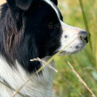 Border collie maschio con pedigree per monta