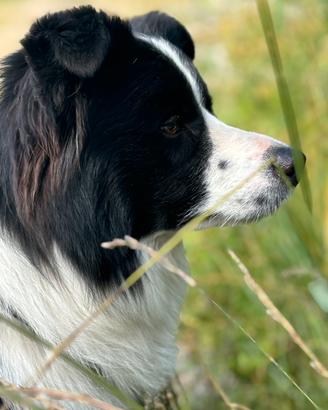 Border collie maschio con pedigree per monta