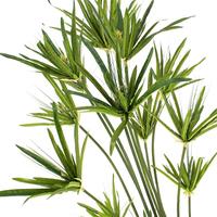 Cyperus alternifolius (papiro) - pianta palustre