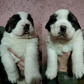 Cuccioli san Bernardo