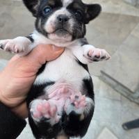 Cucciolo di chihuahua
