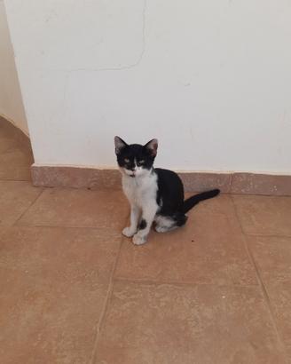 Gattino coccolone
