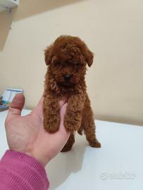 Barboncino Toy Toy Garantito Foto Reali Due Mesi