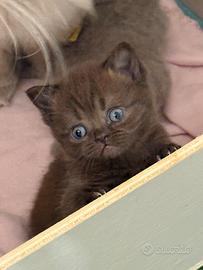 British shorthair