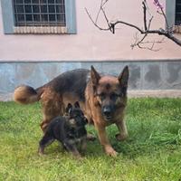 Cuccioli pastore tedesco