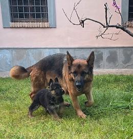 Cuccioli pastore tedesco