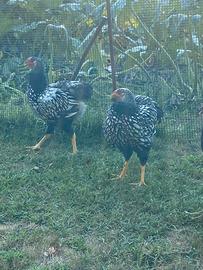 Galline