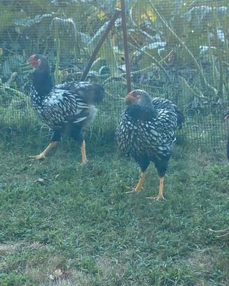 Galline