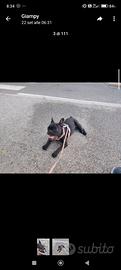 Buldogg 7 mesi