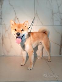 Shiba Inu rosso