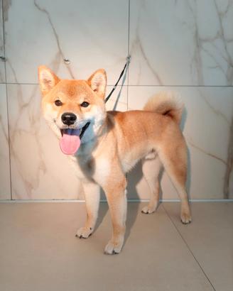 Shiba Inu rosso