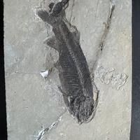 Fossile Lycoptera muroii