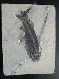 Fossile Lycoptera muroii