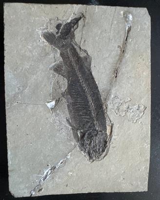 Fossile Lycoptera muroii