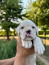 Cuccioli boxer bianco
