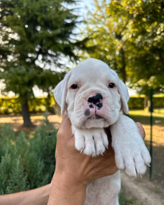 Cuccioli boxer bianco