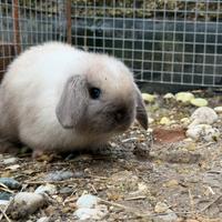 Conigli nani Minilop