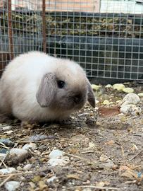 Conigli nani Minilop