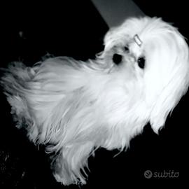 Maltese linea big eyes maschio 7 mesi