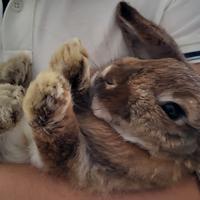 Coniglietta di due anni