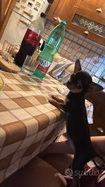 Chihuahua toy