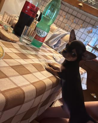 Chihuahua toy